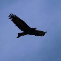 Aquila audax at Tidbinbilla Nature Reserve - 8 Jun 2024 02:03 PM