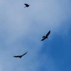 Aquila audax at Tidbinbilla Nature Reserve - 8 Jun 2024 02:03 PM