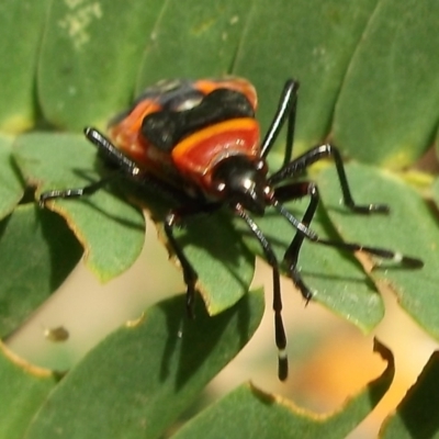 Unidentified Other true bug at Herne Hill, VIC - 30 Mar 2023 by WendyEM