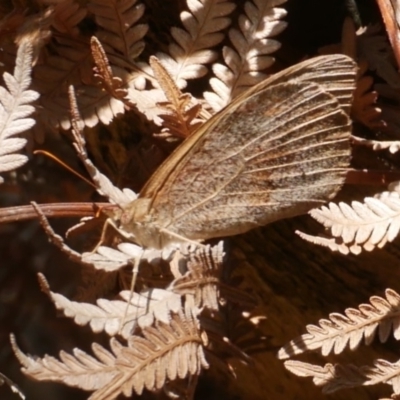 Unidentified Nymph (Nymphalidae) at Great Otway National Park - 11 Mar 2023 by WendyEM