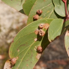 Unidentified Unidentified Insect Gall at Great Otway National Park - 11 Mar 2023 by WendyEM