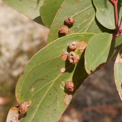 Unidentified Unidentified Insect Gall at Anglesea, VIC - 11 Mar 2023 by WendyEM