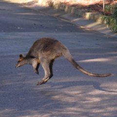 Wallabia bicolor (Swamp Wallaby) at ANBG - 8 Jun 2024 by ConBoekel