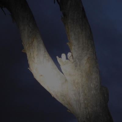 Tyto alba (Barn Owl) at Lions Youth Haven - Westwood Farm A.C.T. - 8 Jun 2024 by HelenCross