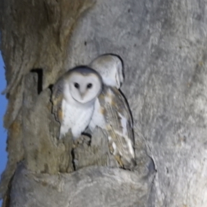 Tyto alba at Lions Youth Haven - Westwood Farm A.C.T. - 8 Jun 2024