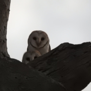 Tyto alba at Lions Youth Haven - Westwood Farm A.C.T. - 8 Jun 2024