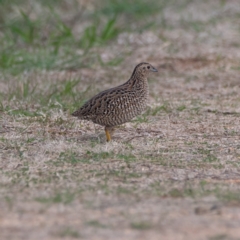 Synoicus ypsilophorus (Brown Quail) at Fyshwick, ACT - 8 Jun 2024 by Untidy