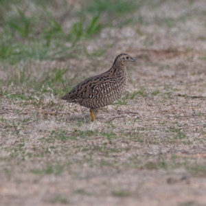 Synoicus ypsilophorus at Jerrabomberra Wetlands - 8 Jun 2024