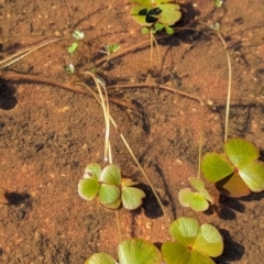 Marsilea exarata (Swayback Nardoo) at Newhaven Wildlife Sanctuary - 21 May 2024 by Darcy