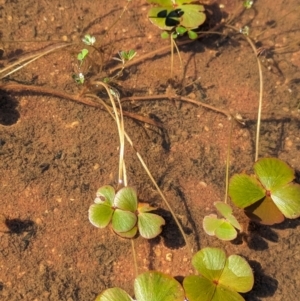 Marsilea exarata at Lake Mackay, NT - 21 May 2024