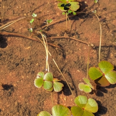 Marsilea exarata (Swayback Nardoo) at Lake Mackay, NT - 21 May 2024 by Darcy