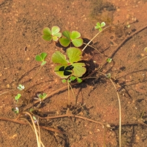 Marsilea exarata at Lake Mackay, NT - 21 May 2024 12:36 PM