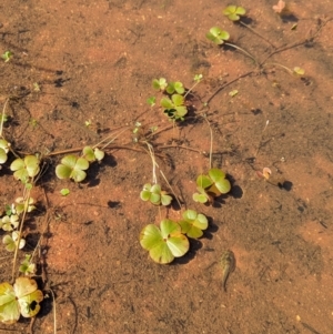 Marsilea exarata at Lake Mackay, NT - 21 May 2024 12:36 PM