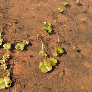 Marsilea exarata at Lake Mackay, NT - 21 May 2024