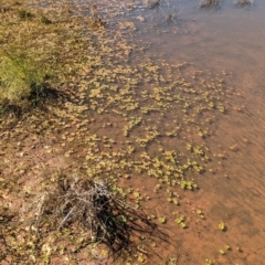 Marsilea exarata at Lake Mackay, NT - 21 May 2024