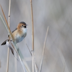 Cisticola exilis (Golden-headed Cisticola) at Fyshwick, ACT - 8 Jun 2024 by Untidy