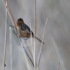 Cisticola exilis at Jerrabomberra Wetlands - 8 Jun 2024