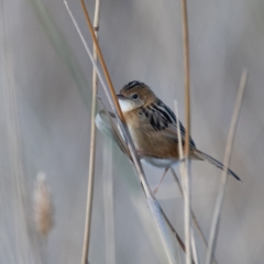 Cisticola exilis at Jerrabomberra Wetlands - 8 Jun 2024 02:12 PM