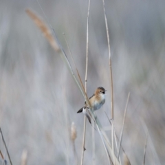 Cisticola exilis at Jerrabomberra Wetlands - 8 Jun 2024