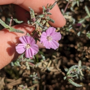 Frankenia cordata at Lake Mackay, NT - 21 May 2024