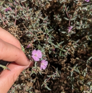 Frankenia cordata at Lake Mackay, NT - 21 May 2024