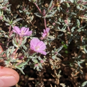 Frankenia cordata at Lake Mackay, NT - 21 May 2024