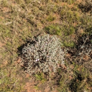 Frankenia cordata at Lake Mackay, NT - 21 May 2024