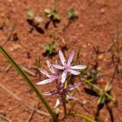 Wurmbea deserticola (Desert Nancy) at Newhaven Wildlife Sanctuary - 21 May 2024 by Darcy