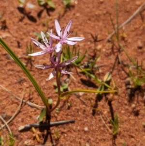 Wurmbea deserticola at Lake Mackay, NT - 21 May 2024