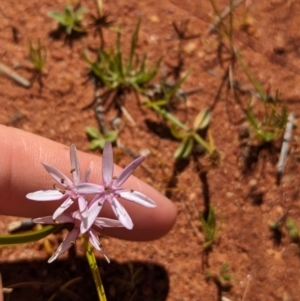 Wurmbea deserticola at Lake Mackay, NT - 21 May 2024 12:49 PM