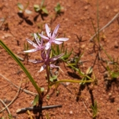 Wurmbea deserticola at Lake Mackay, NT - 21 May 2024 12:49 PM