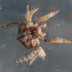 Dolophones sp. (genus) (Wrap-around spider) at Narrabundah, ACT - 7 Jun 2024 by RobParnell