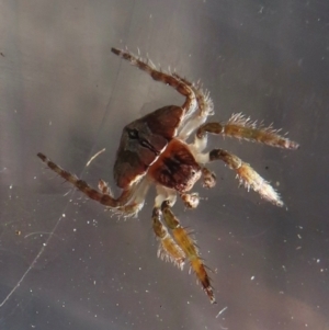 Dolophones sp. (genus) at Narrabundah, ACT - 7 Jun 2024