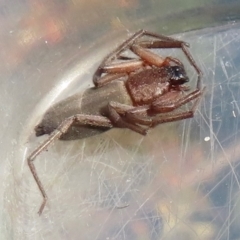 Hemicloea sp. (genus) (Flat bark spider) at Narrabundah, ACT - 6 Jun 2024 by RobParnell