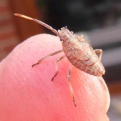 Pentatomoidea (superfamily) (Unidentified Shield or Stink bug) at Narrabundah, ACT - 30 May 2024 by RobParnell