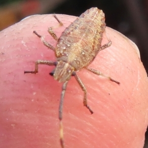 Pentatomoidea (superfamily) at Narrabundah, ACT - 30 May 2024