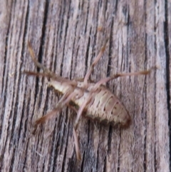 Pentatomoidea (superfamily) at Narrabundah, ACT - 30 May 2024