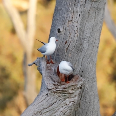 Chroicocephalus novaehollandiae at Mulligans Flat - 8 Jun 2024 by JimL