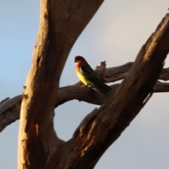 Platycercus eximius at Mulligans Flat - 8 Jun 2024 by JimL