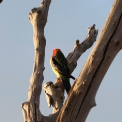 Platycercus eximius at Mulligans Flat - 8 Jun 2024 05:32 PM