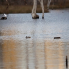 Malacorhynchus membranaceus (Pink-eared Duck) at Mulligans Flat - 8 Jun 2024 by JimL