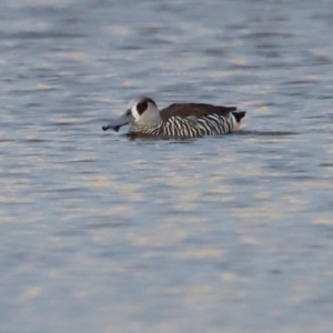 Malacorhynchus membranaceus at Mulligans Flat - 8 Jun 2024