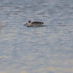 Malacorhynchus membranaceus at Mulligans Flat - 8 Jun 2024