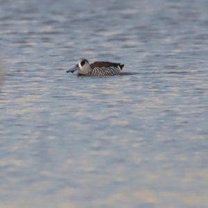 Malacorhynchus membranaceus at Mulligans Flat - 8 Jun 2024