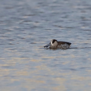 Malacorhynchus membranaceus at Mulligans Flat - 8 Jun 2024