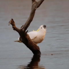 Cacatua galerita (Sulphur-crested Cockatoo) at Mulligans Flat - 8 Jun 2024 by JimL