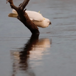 Cacatua galerita at Mulligans Flat - 8 Jun 2024