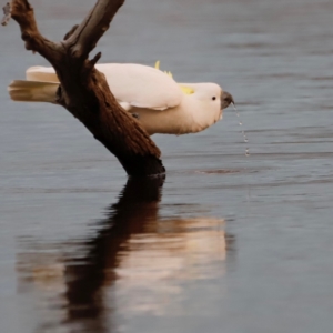 Cacatua galerita at Mulligans Flat - 8 Jun 2024 05:43 PM