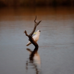 Cacatua galerita at Mulligans Flat - 8 Jun 2024