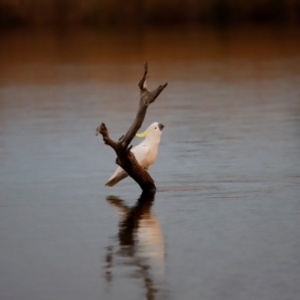 Cacatua galerita at Mulligans Flat - 8 Jun 2024 05:43 PM